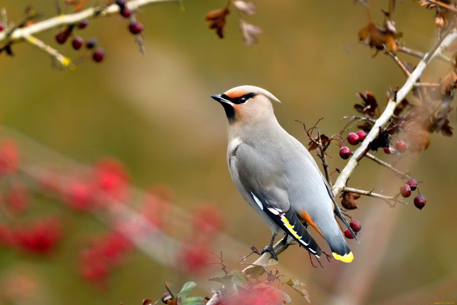 Птицы Урала свиристель