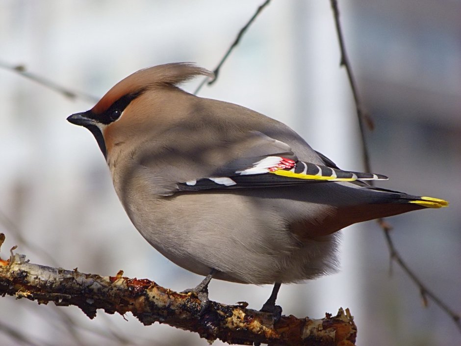 Дрозд с хохолком