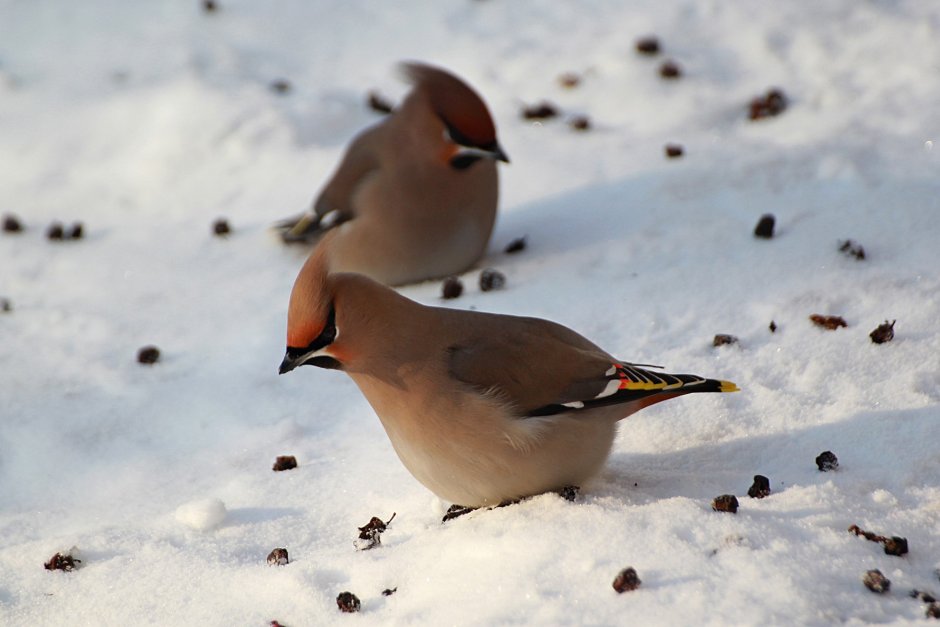 Зимующие птицы свиристели