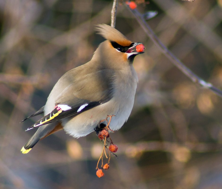 Свиристель Забайкальского края птицы