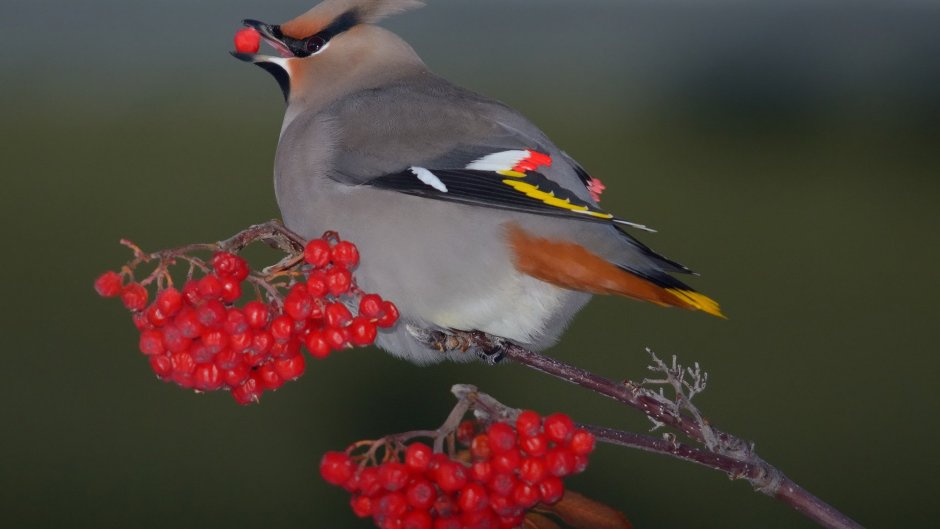 Богемский свиристель