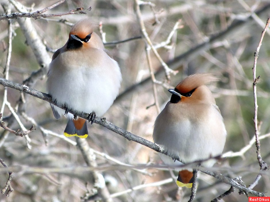 Свиристели перелетные птицы