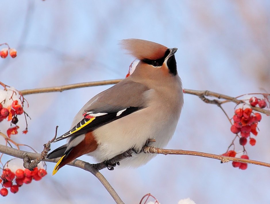 Свиристель обыкновенный