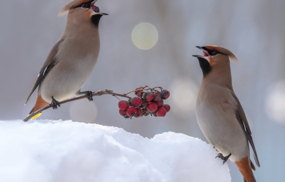 Сорокопут свиристель