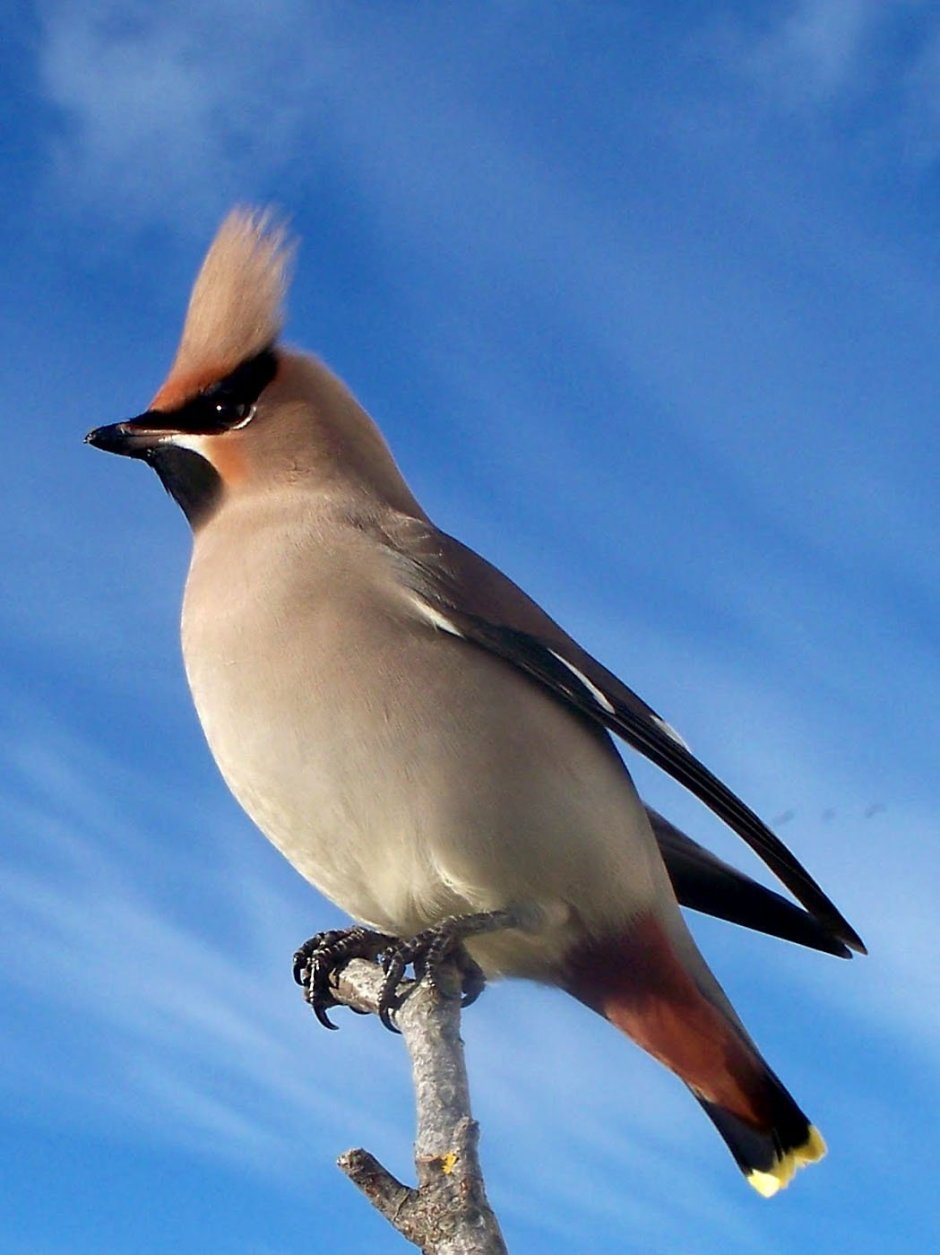 Подмосковная птичка с хохолком