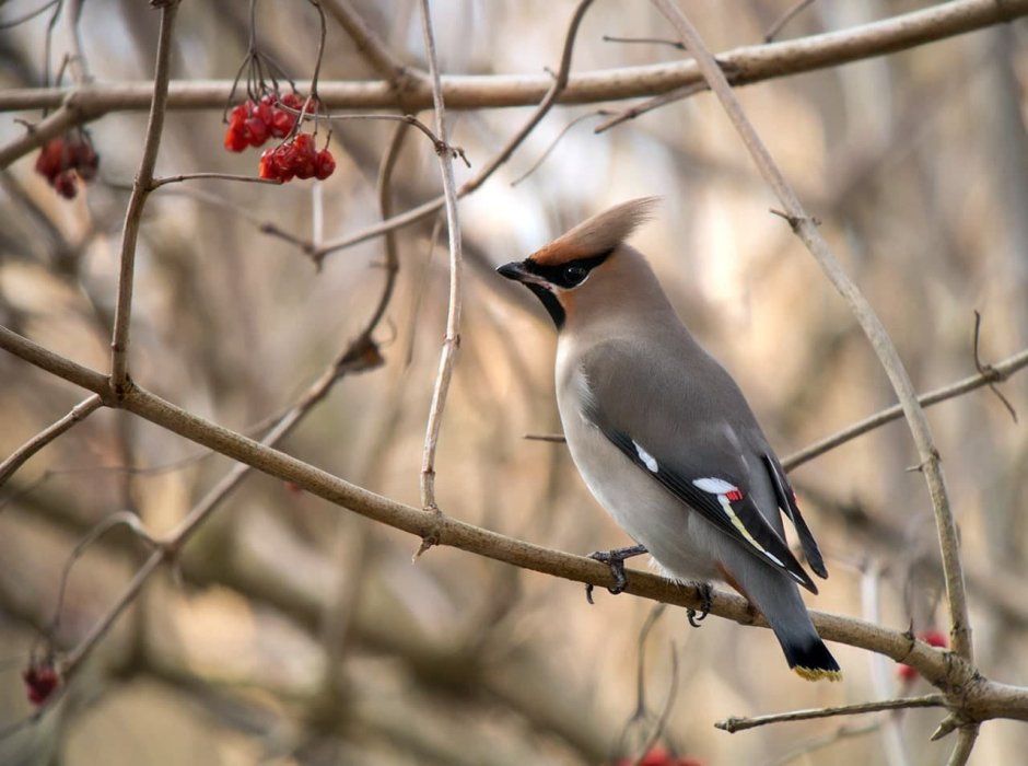 Свиристель и Дубонос