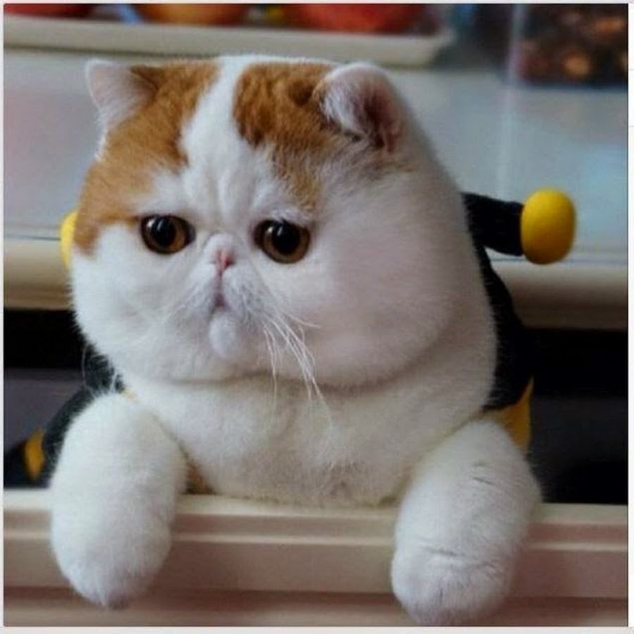 Экзотическая кошка Снупи котята