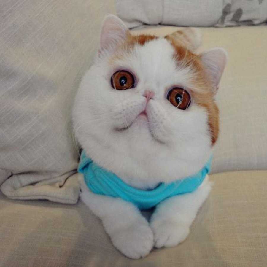 Вислоухий экзот Манчкин Снупи