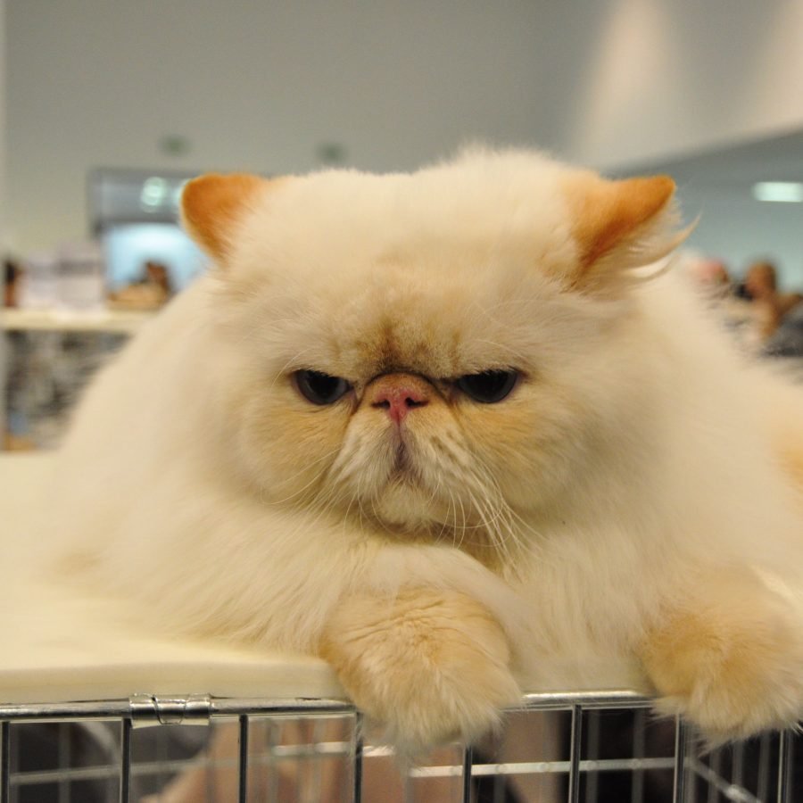 Порода кошек с приплюснутой мордой