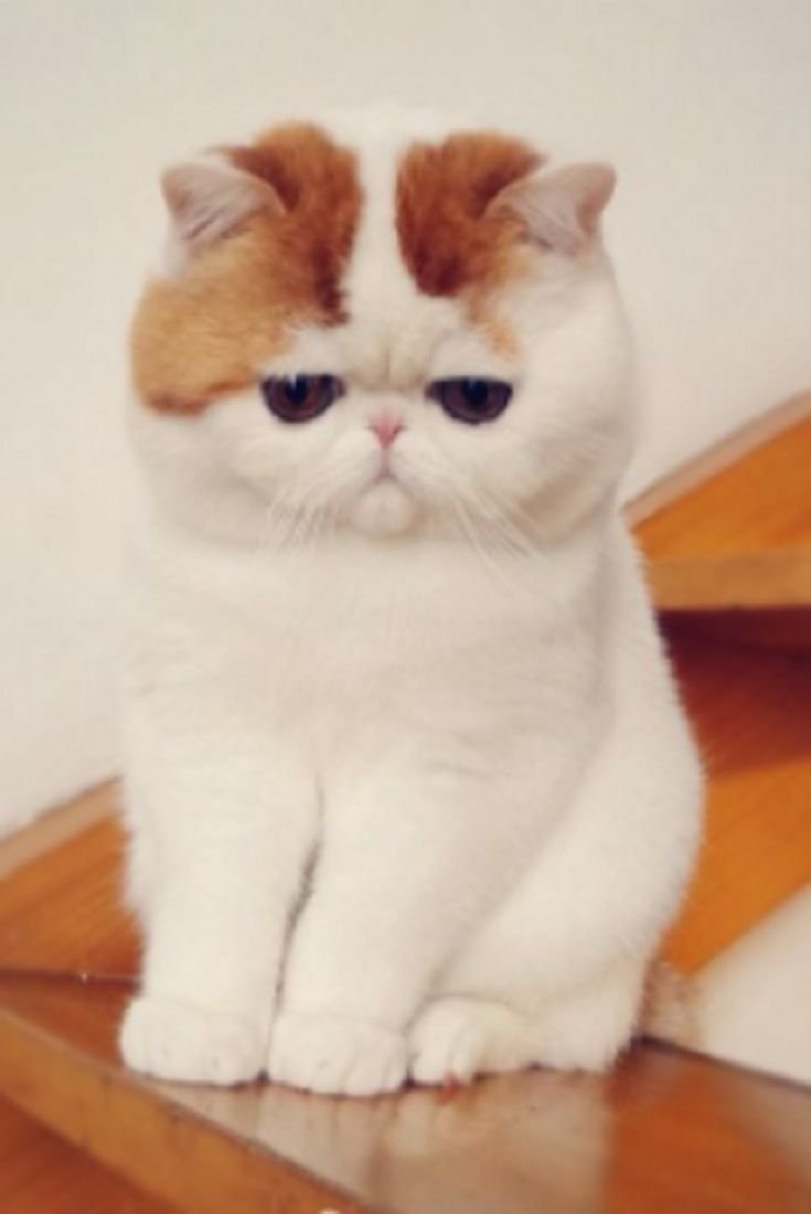 Экзот шиншилла