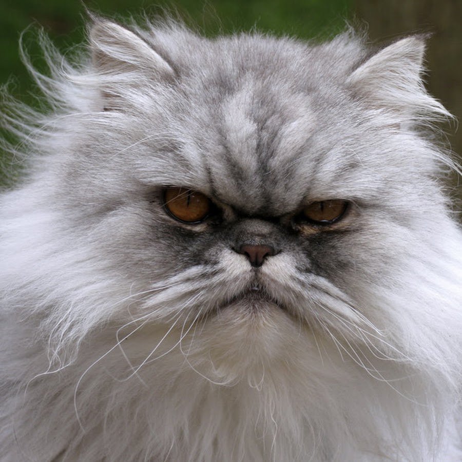 Японская порода кошек с большими глазами Снупи порода