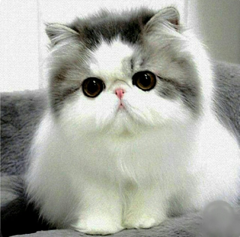 Экзот Рэгдолл