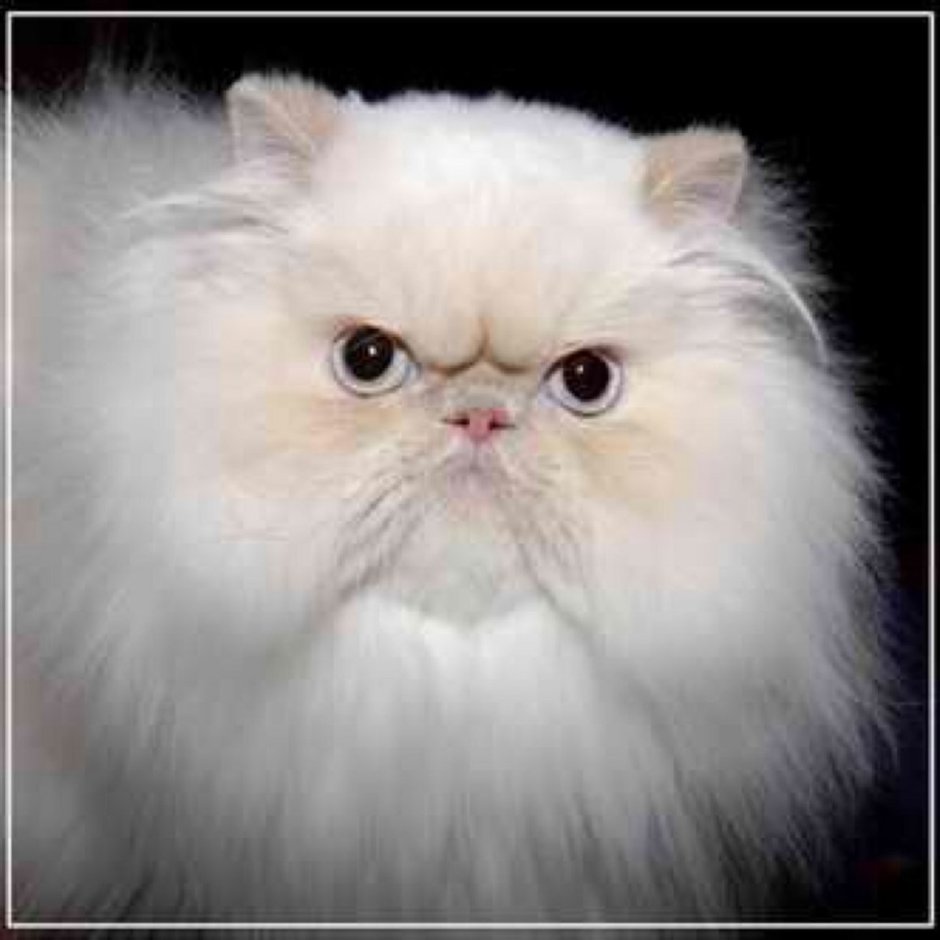 Кошка с плоской мордой