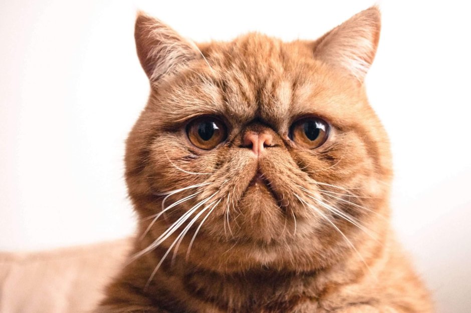 Белый вислоухий экзот