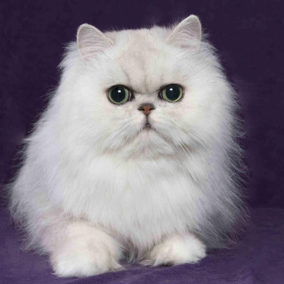 Персидская шиншилла экзот