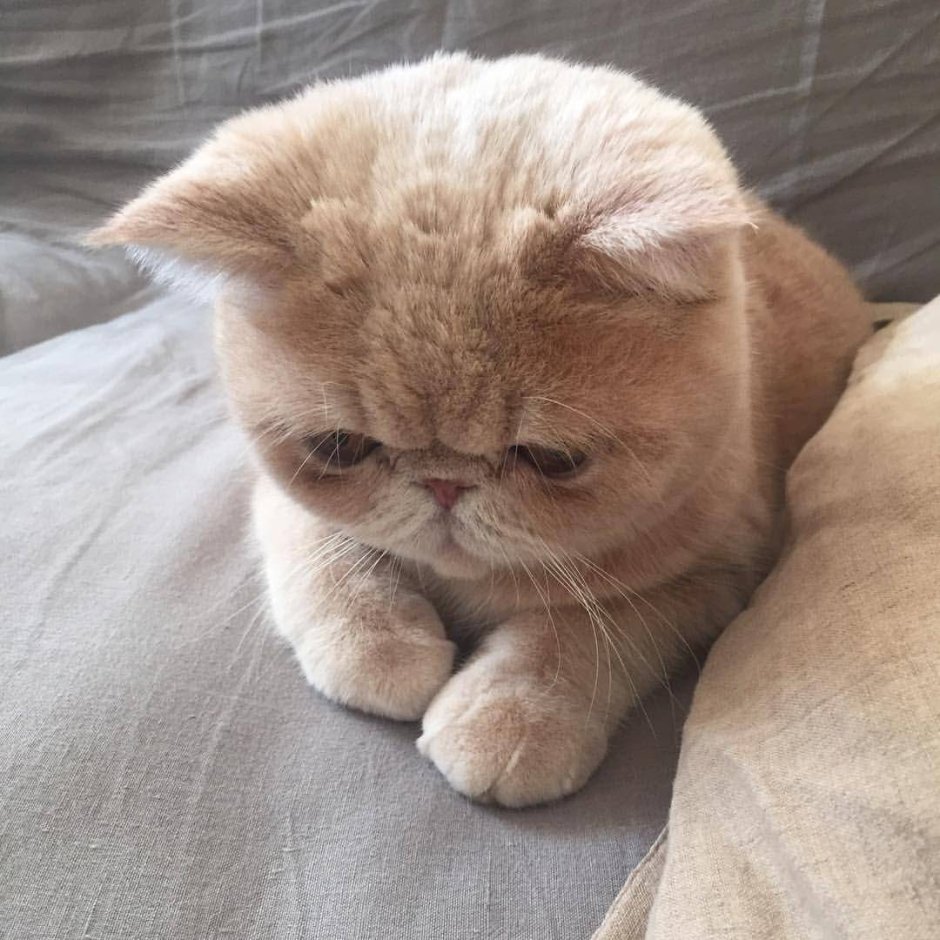 Котята с приплюснутой мордой