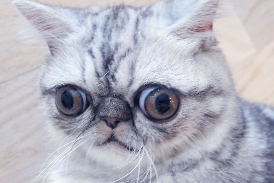 Котытс приплюснутым носом