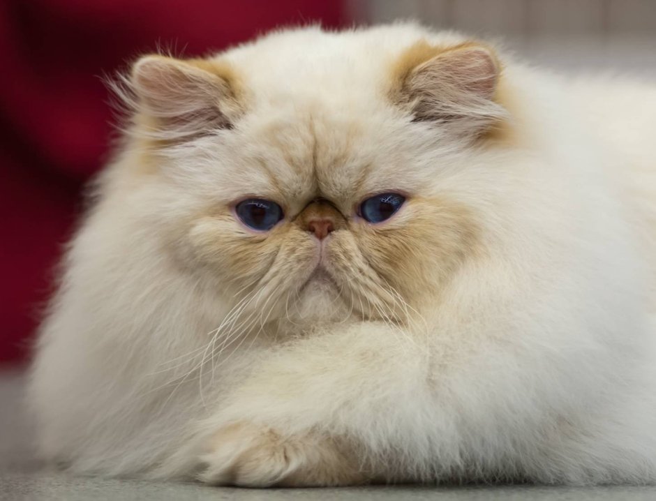 Сердитый кот Луи