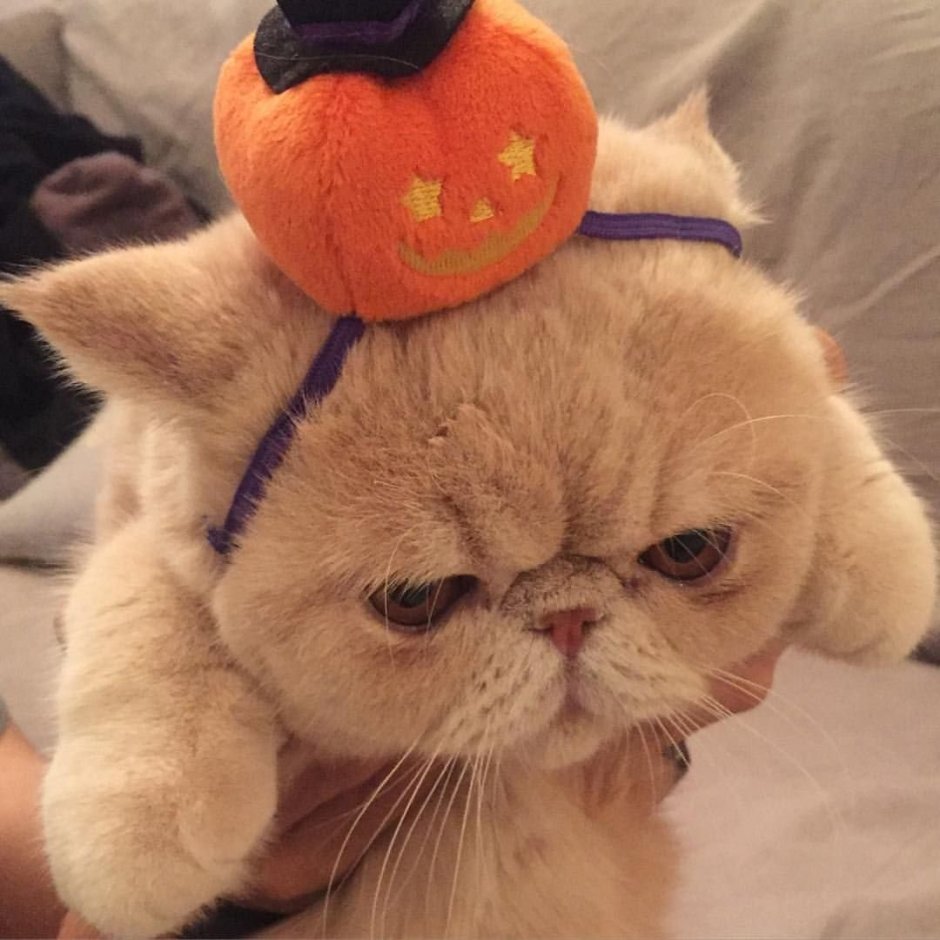 Японский кот зуу порода