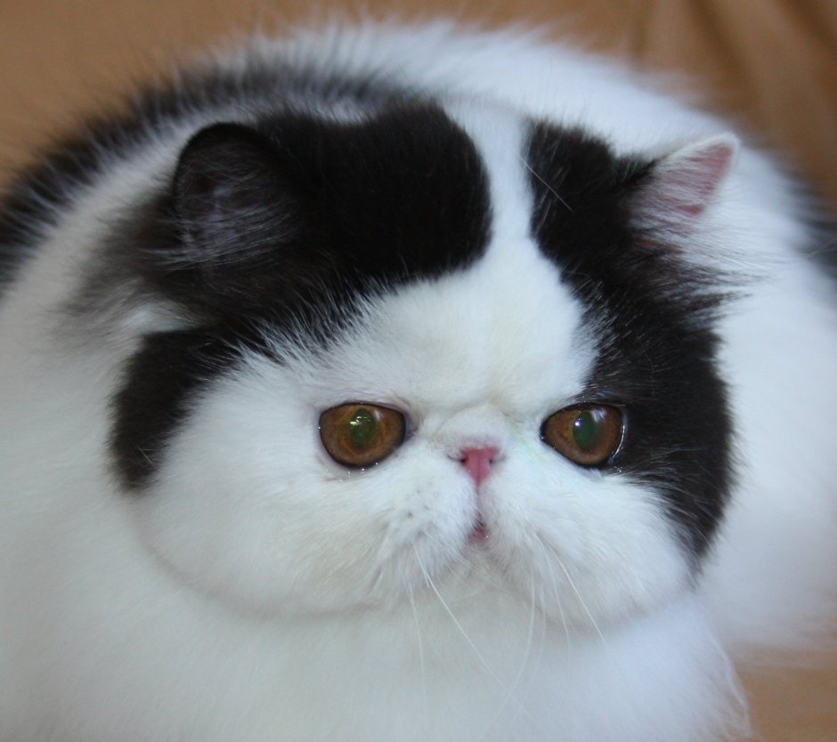 Кошки экзоты короткошерстные