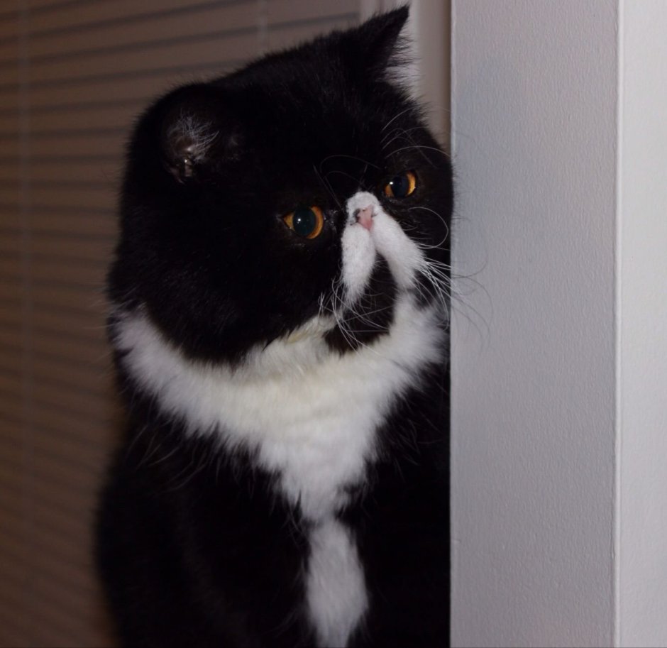 Серый кот с приплюснутой мордой