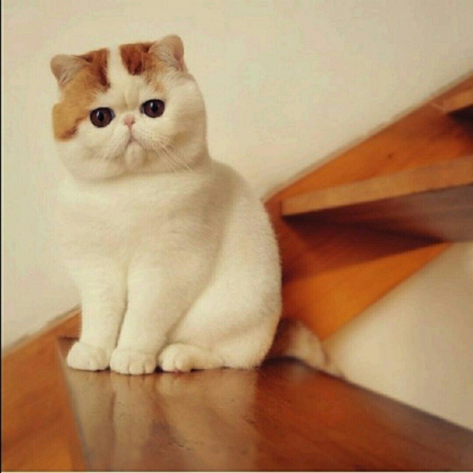 Японский кот экзот