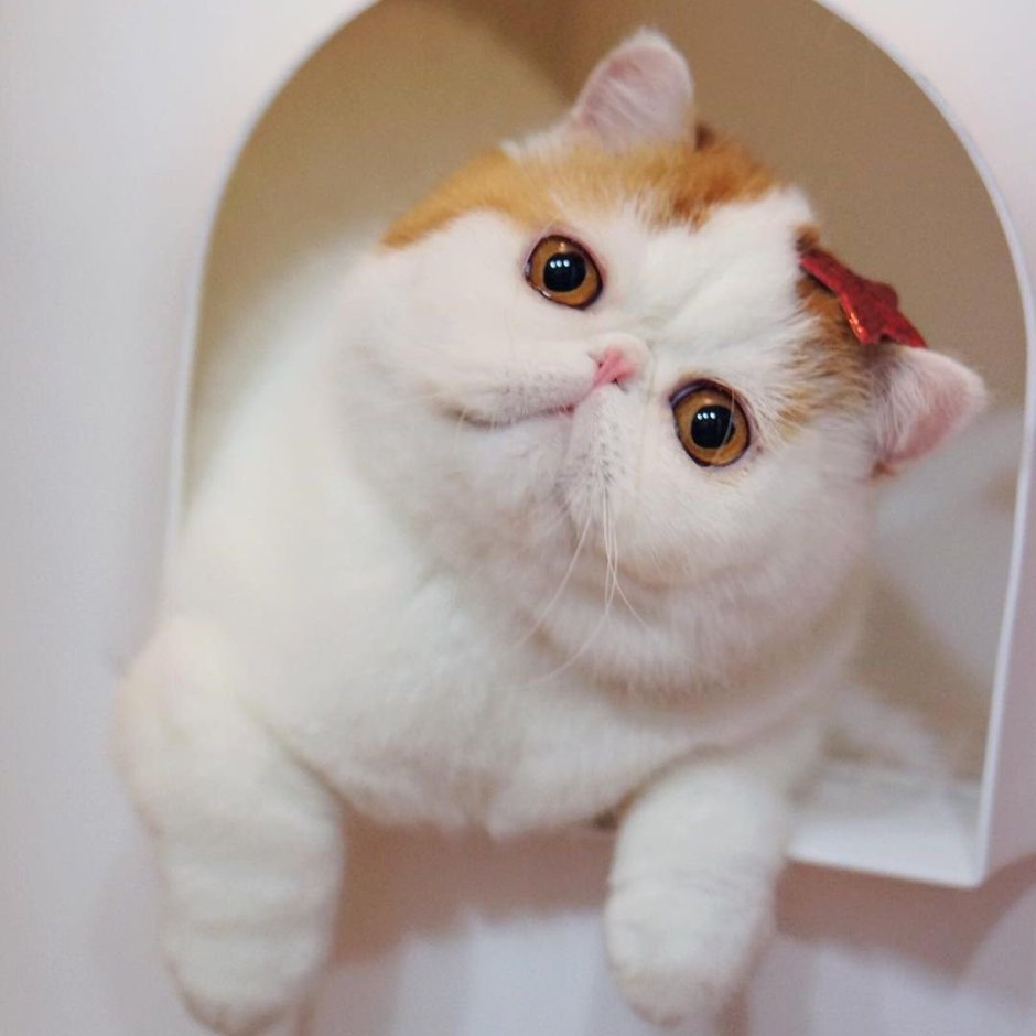 Экзот кошка белая