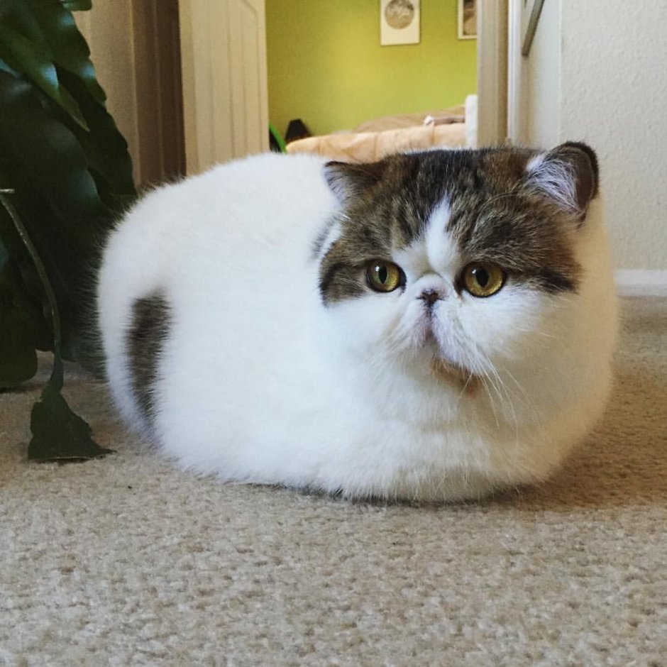 Кошки с приплюснутой мордой