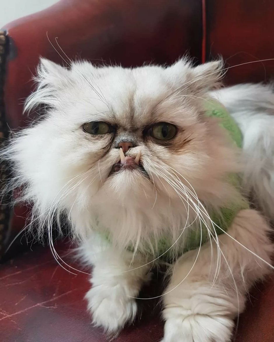 Экзот кошка короткошерстный белый