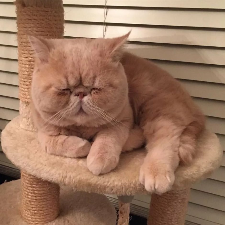 Экзотическая короткошерстная кошка Снупи