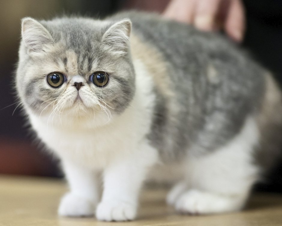 Экзотическая короткошерстная (exotic Shorthair) кошка.