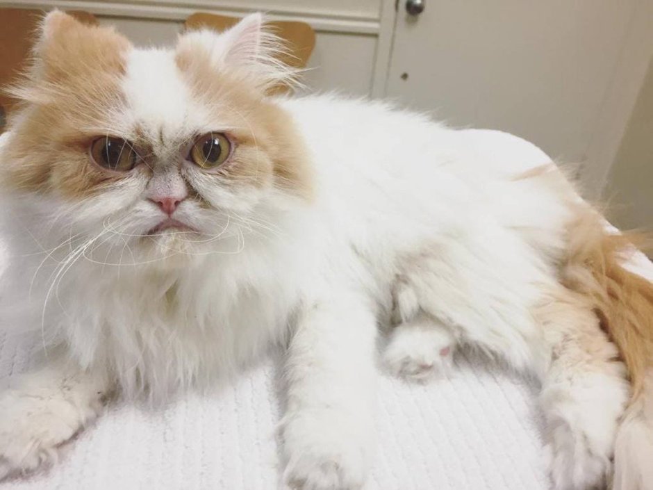Персидская кошка с приплюснутой мордой