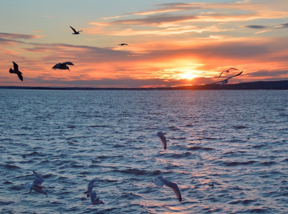 Фон две Чайки на море