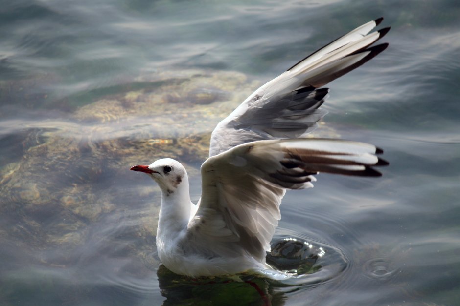 Чайки, корабль и море