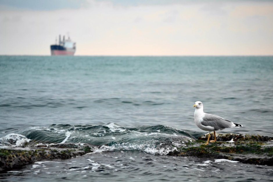 Альбатрос птица Азовское море