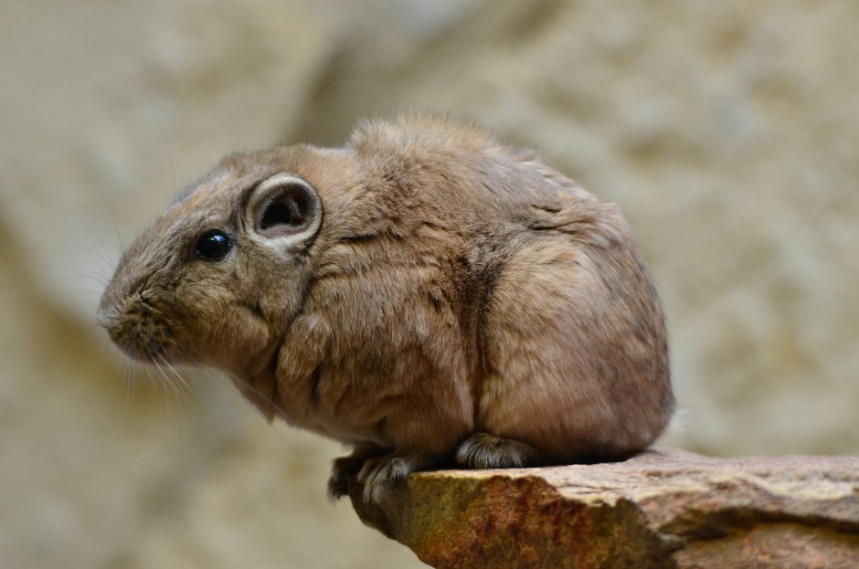 Ctenodactylus Gundi