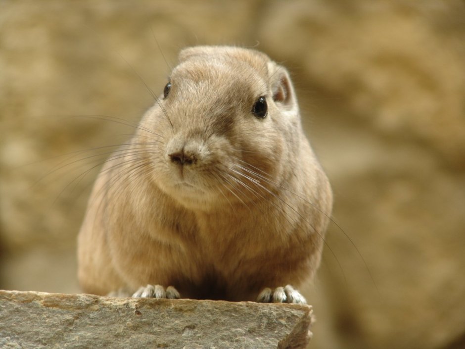 Ctenodactylus Gundi