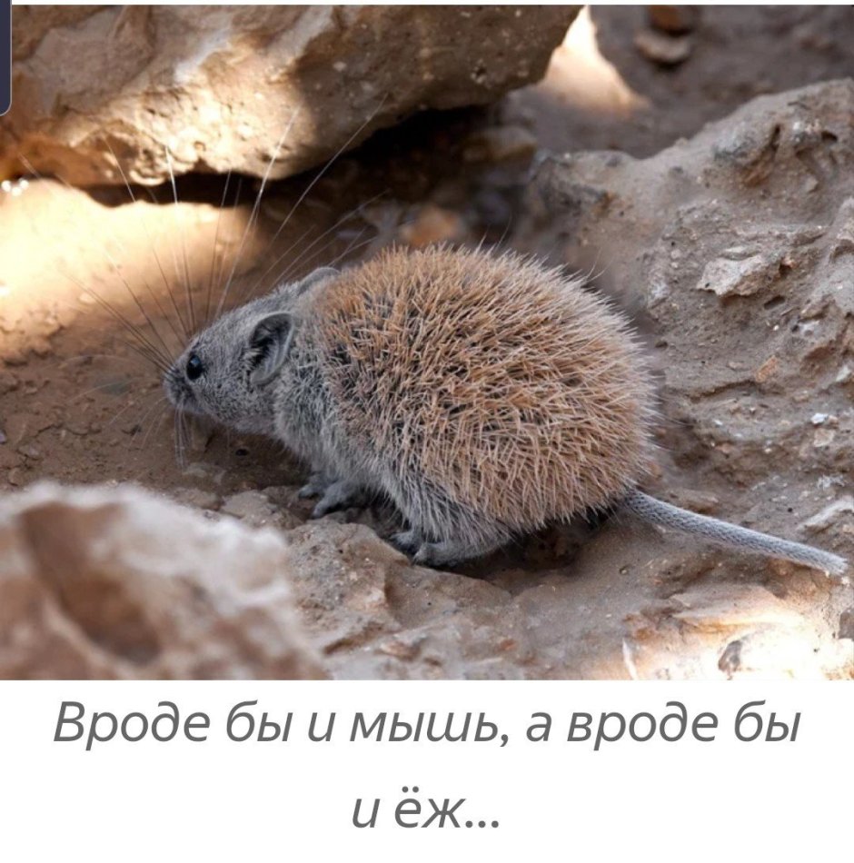 Мышиный хвост