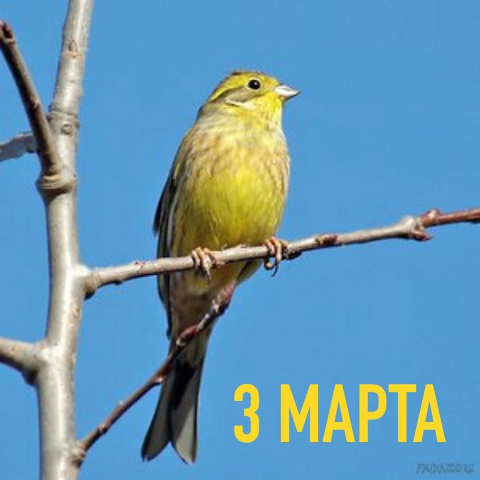 Желтогрудая овсянка