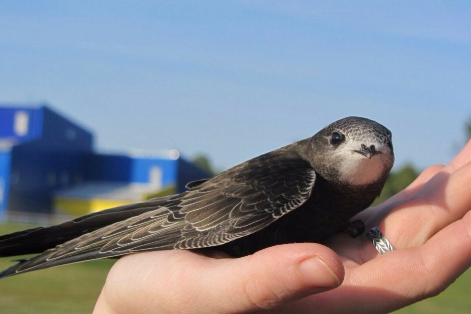 Розовый танагровый певун / Cardellina versicolor