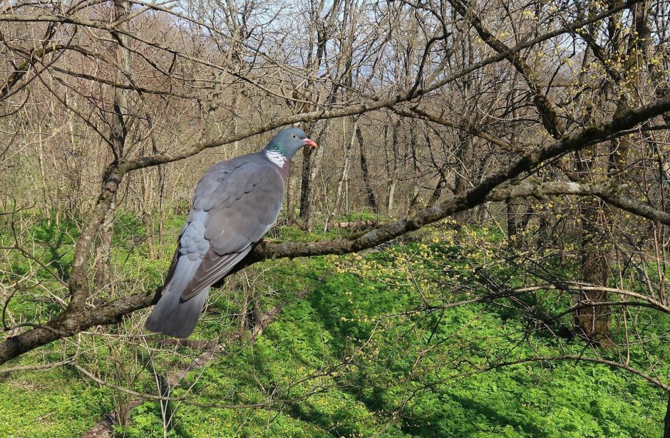Базиль Эде ласточки