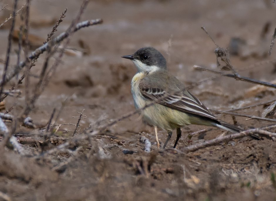 Garrulus lanceolatus гималайская Сойка