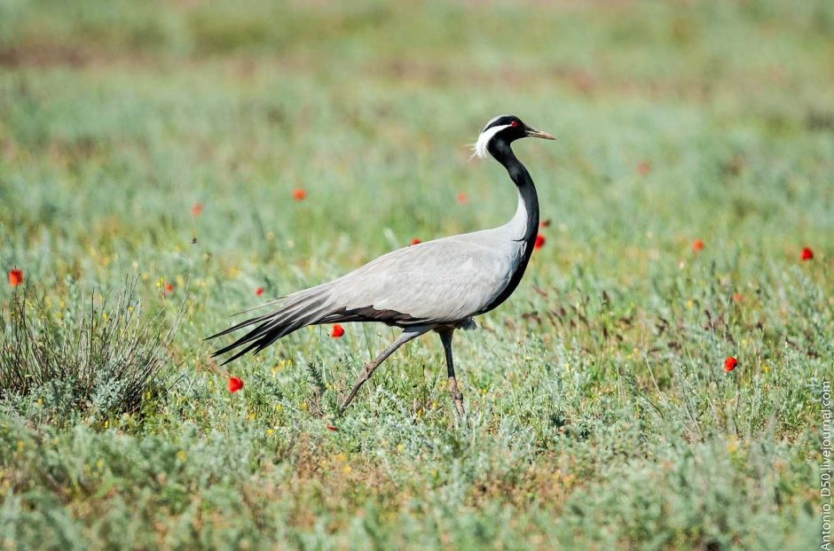 Кречет Falco rusticolus