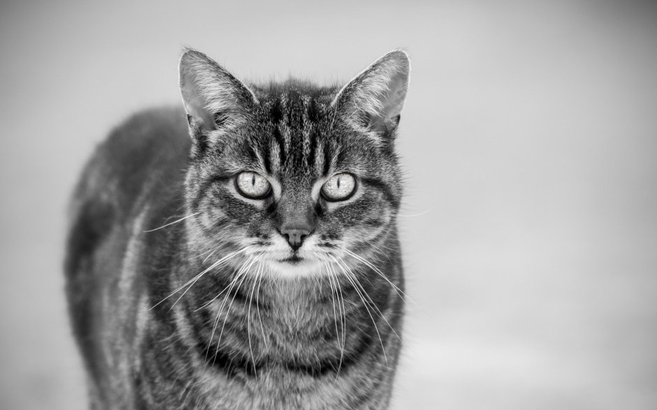 Морда кота