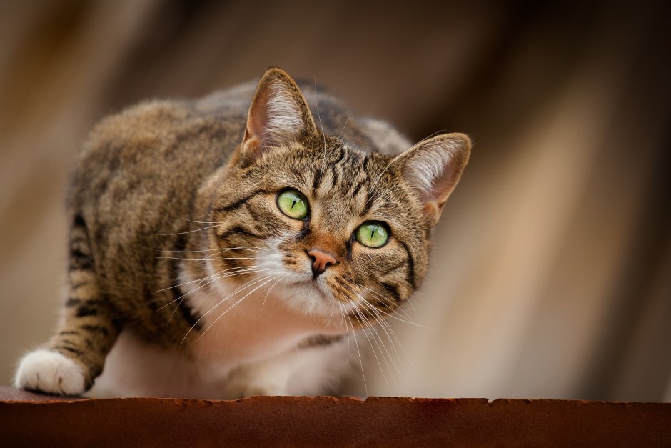 Кот охотится