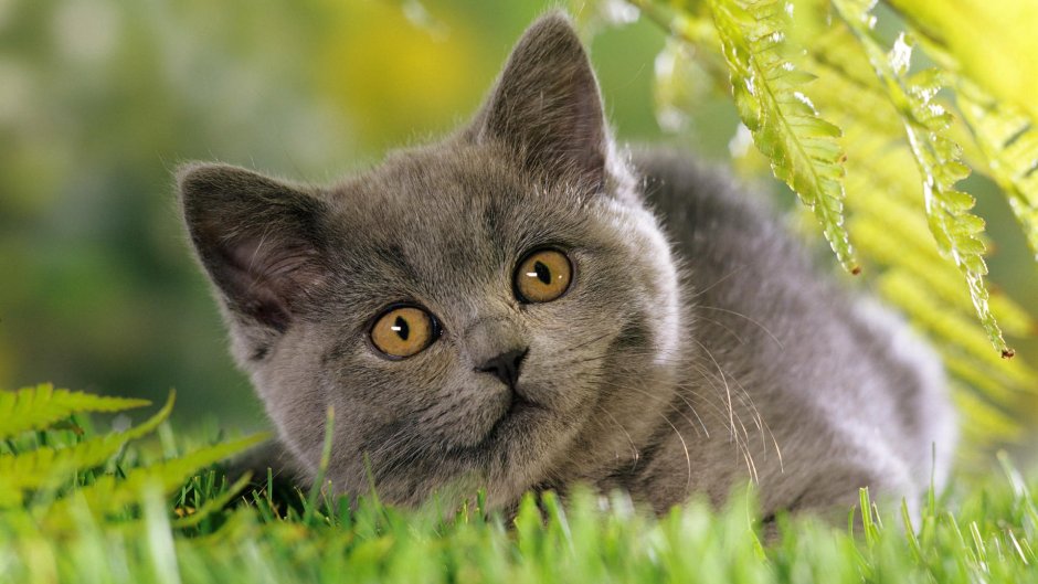 Скоттиш шартрез