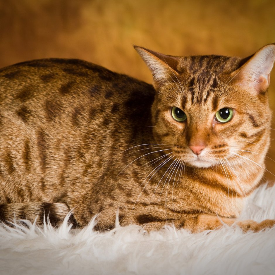 Оцикет кошка