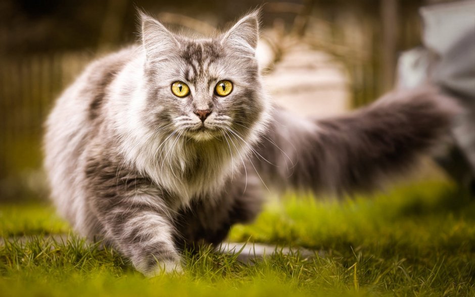 Сибирский кот серый