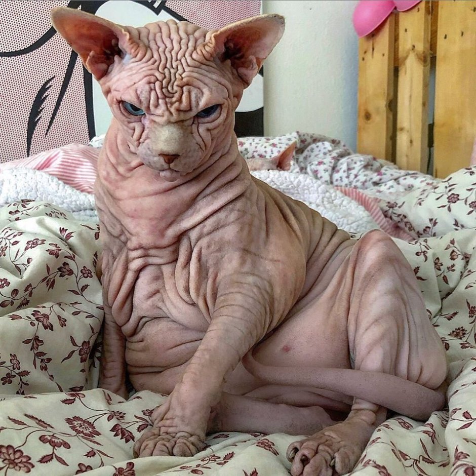 Кот с тупым лицом
