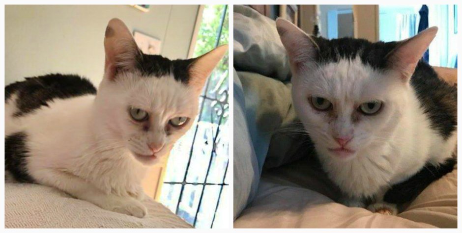 Коты со сморщенным лицом
